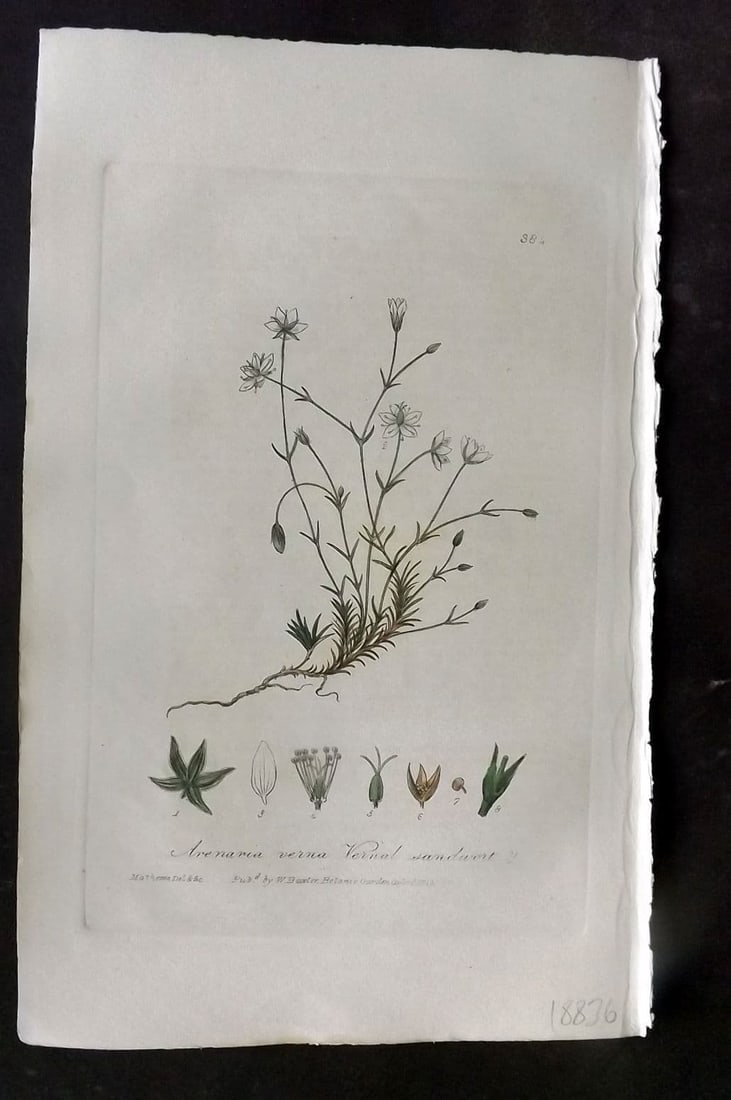 Baxter, William 1840 Hand Col Botanical Print. Vernal Sandwort 384: Antique Etching Published 1834-43, Oxford for "British Phaenogamous Botany; or, Figures and Descriptions of British Flowering Plants" by William Baxter. Fine hand colour as issued. Paper Size: 9 x 5.5
