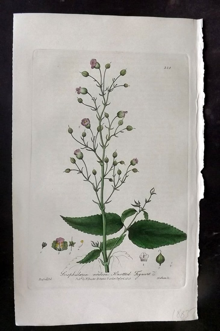Baxter, William 1840 Hand Col Botanical Print. Knotted Figwort 385: Antique Etching Published 1834-43, Oxford for "British Phaenogamous Botany; or, Figures and Descriptions of British Flowering Plants" by William Baxter. Fine hand colour as issued. Paper Size: 9 x 5.5
