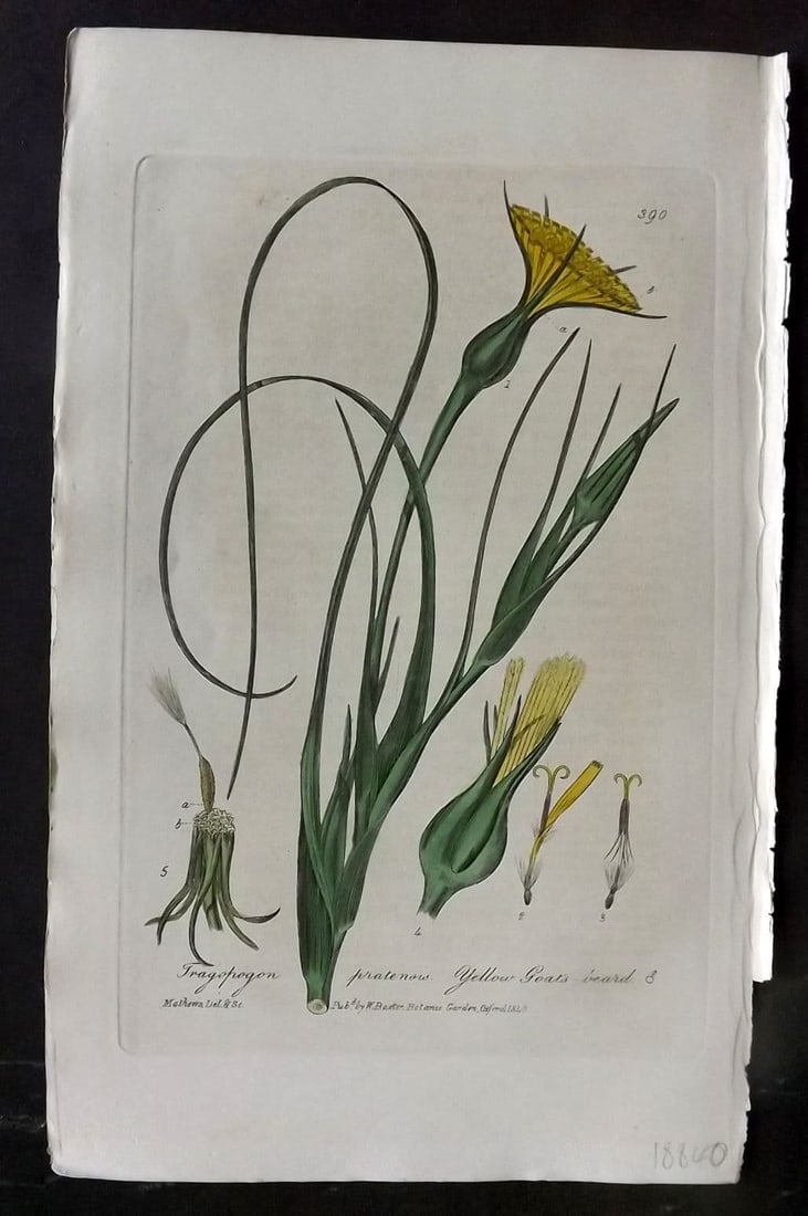 Baxter, William 1840 Hand Col Botanical Print. Yellow Goats Beard 390: Antique Etching Published 1834-43, Oxford for "British Phaenogamous Botany; or, Figures and Descriptions of British Flowering Plants" by William Baxter. Fine hand colour as issued. Paper Size: 9 x 5.5