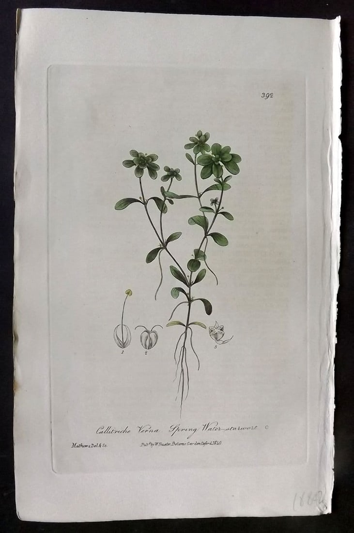 Baxter, William 1840 Hand Col Botanical Print. Spring Water Starwort 392 (1 of 1)