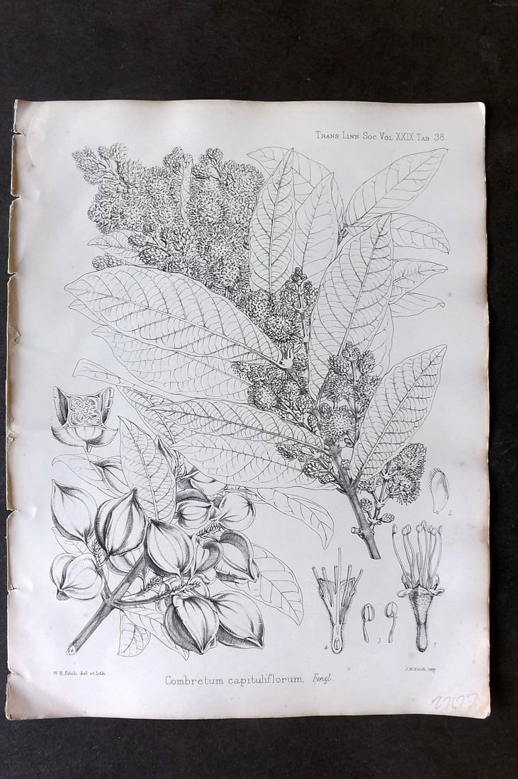 Fitch, Walter 1870's Antique Botanical Print. Combretum Capituliflorum 29-38 (1 of 1)