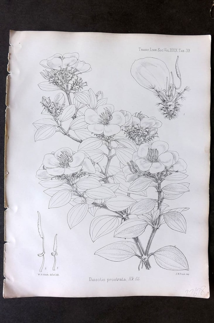 Fitch, Walter 1870's Antique Botanical Print. Dissotis Prostrata 29-39: Antique Lithograph Published 1791-1955, London for "The Transactions of The Linnean Society of London" by Various Contributors. Illustrated by Walter Hood Fitch. Paper Size: 12 x 9 inch (30 x 23cm) Go