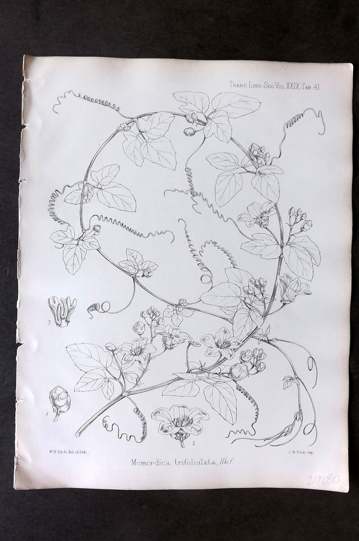 Fitch, Walter 1870's Antique Botanical Print. Momordica Trifoliolata 29-41: Antique Lithograph Published 1791-1955, London for "The Transactions of The Linnean Society of London" by Various Contributors. Illustrated by Walter Hood Fitch. Paper Size: 12 x 9 inch (30 x 23cm) Go