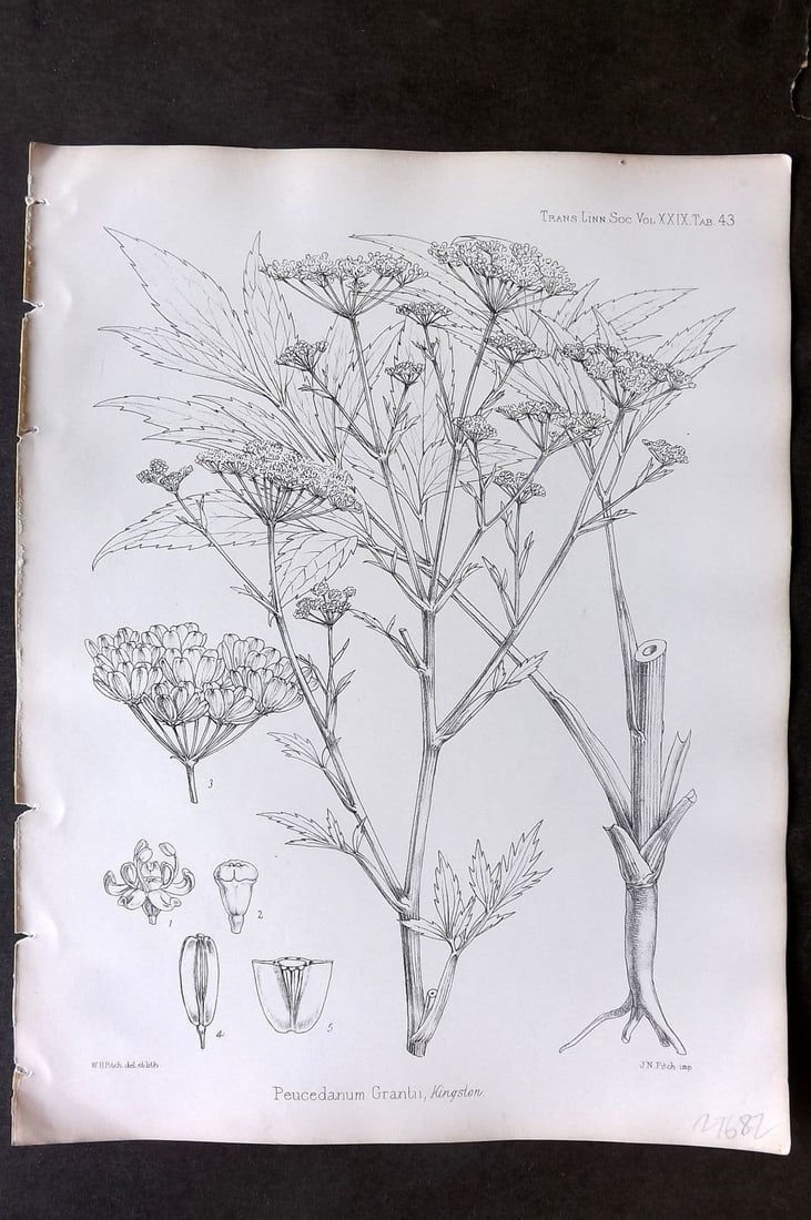 Fitch, Walter 1870's Antique Botanical Print. Peucedanum Granti 29-43 (1 of 1)