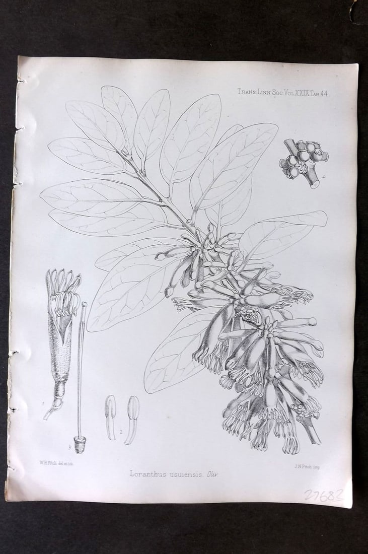 Fitch, Walter 1870's Antique Botanical Print. Loranthus Usuiensis 29-44: Antique Lithograph Published 1791-1955, London for "The Transactions of The Linnean Society of London" by Various Contributors. Illustrated by Walter Hood Fitch. Paper Size: 12 x 9 inch (30 x 23cm) Go