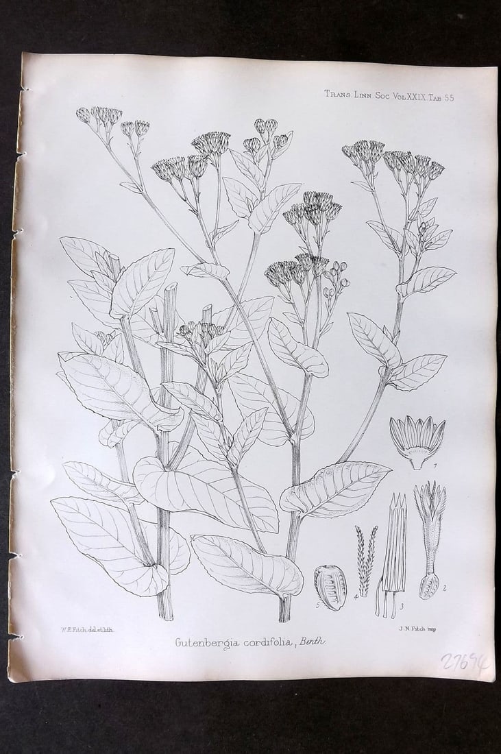 Fitch, Walter 1870's Antique Botanical Print. Gutenbergia Cordifolio 29-55: Antique Lithograph Published 1791-1955, London for "The Transactions of The Linnean Society of London" by Various Contributors. Illustrated by Walter Hood Fitch. Paper Size: 12 x 9 inch (30 x 23cm) Go