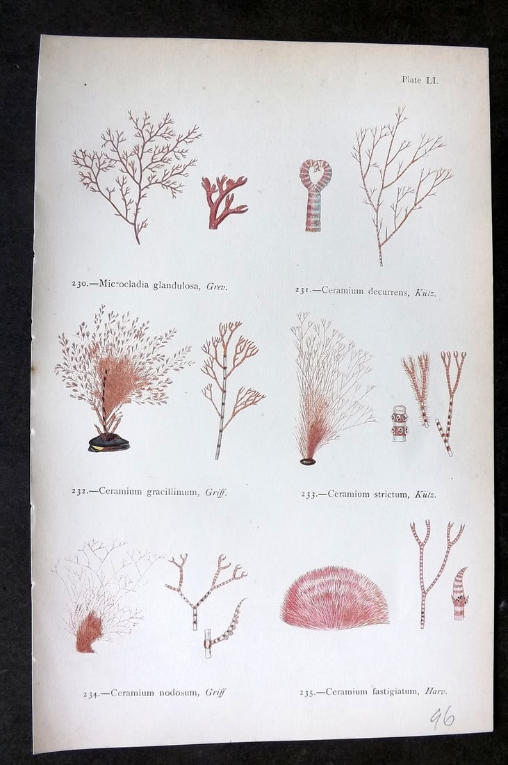 Gatty, Mrs Alfred 1872 Antique Seaweed Print. Microcladia, Ceramium 51: Woodblock Published 1872, London for "British Sea-Weeds. Drawn From Professor Harvey's 'Phycologia Britannica'" by Mrs Alfred Gatty. Printed in colours, some plates with additional hand colour. Paper 