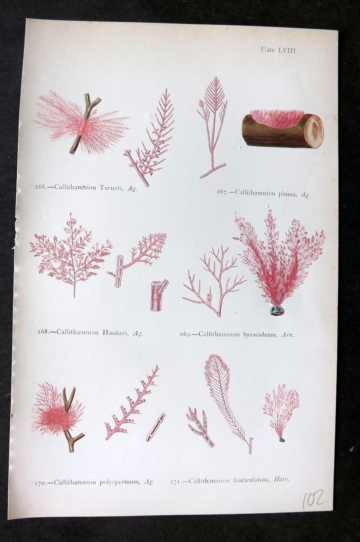 Gatty, Mrs Alfred 1872 Antique Seaweed Print. Callithamnion 58: Woodblock Published 1872, London for "British Sea-Weeds. Drawn From Professor Harvey's 'Phycologia Britannica'" by Mrs Alfred Gatty. Printed in colours, some plates with additional hand colour. Paper 