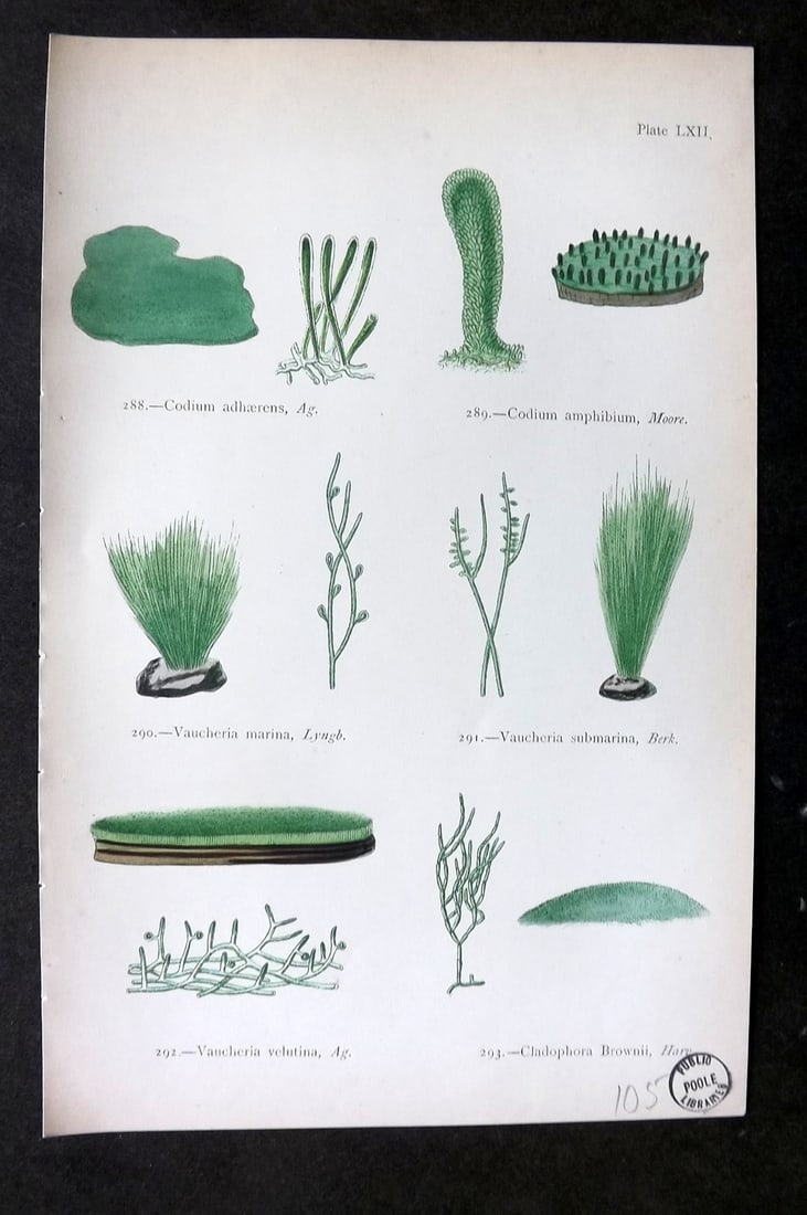Gatty, Mrs Alfred 1872 Antique Seaweed Print. Codium, Vaucheria, Cladophora 62: Woodblock Published 1872, London for "British Sea-Weeds. Drawn From Professor Harvey's 'Phycologia Britannica'" by Mrs Alfred Gatty. Printed in colours, some plates with additional hand colour. Paper 