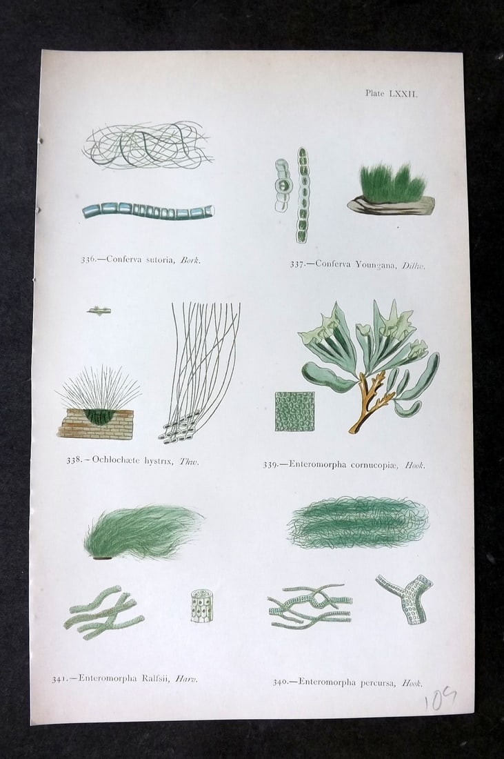 Gatty, Mrs Alfred 1872 Antique Seaweed Print. Conferva, Ochlochaete, Enteromorpha 72: Woodblock Published 1872, London for "British Sea-Weeds. Drawn From Professor Harvey's 'Phycologia Britannica'" by Mrs Alfred Gatty. Printed in colours, some plates with additional hand colour. Paper 