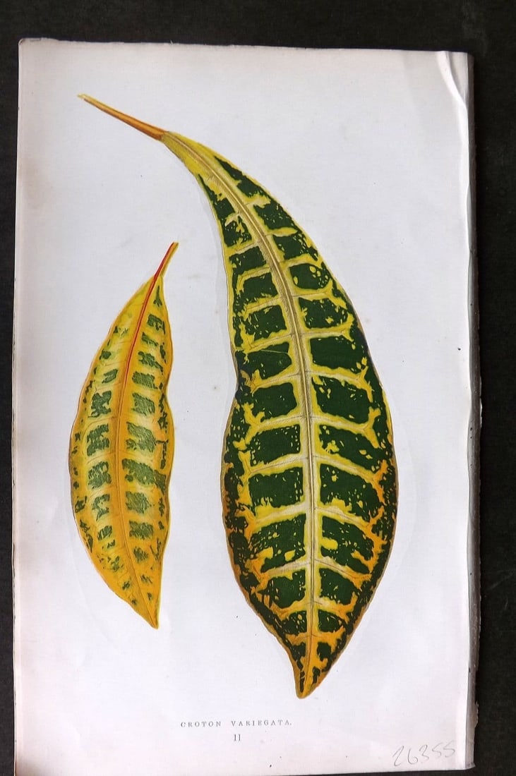 Lowe Beautiful Leaved Plants 1866 Botanical Print. Croton Variegatum 02: Antique Woodblock Published 1866, London for "Beautiful Leaved Plants, Being a Description of the Most Beautiful Leaved Plants in Cultivation in this Country" by Edward Joseph Lowe. Most plates printe