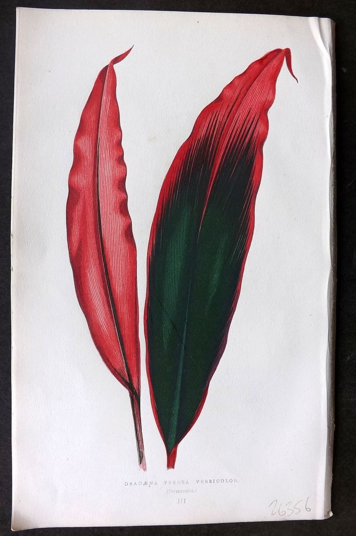 Lowe Beautiful Leaved Plants 1866 Botanical Print. Dracea Ferrea 03 (1 of 1)