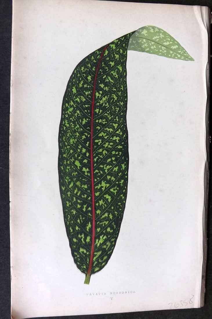 Lowe Beautiful Leaved Plants 1866 Botanical Print. Pavetta Borbonica 05: Antique Woodblock Published 1866, London for "Beautiful Leaved Plants, Being a Description of the Most Beautiful Leaved Plants in Cultivation in this Country" by Edward Joseph Lowe. Most plates printe