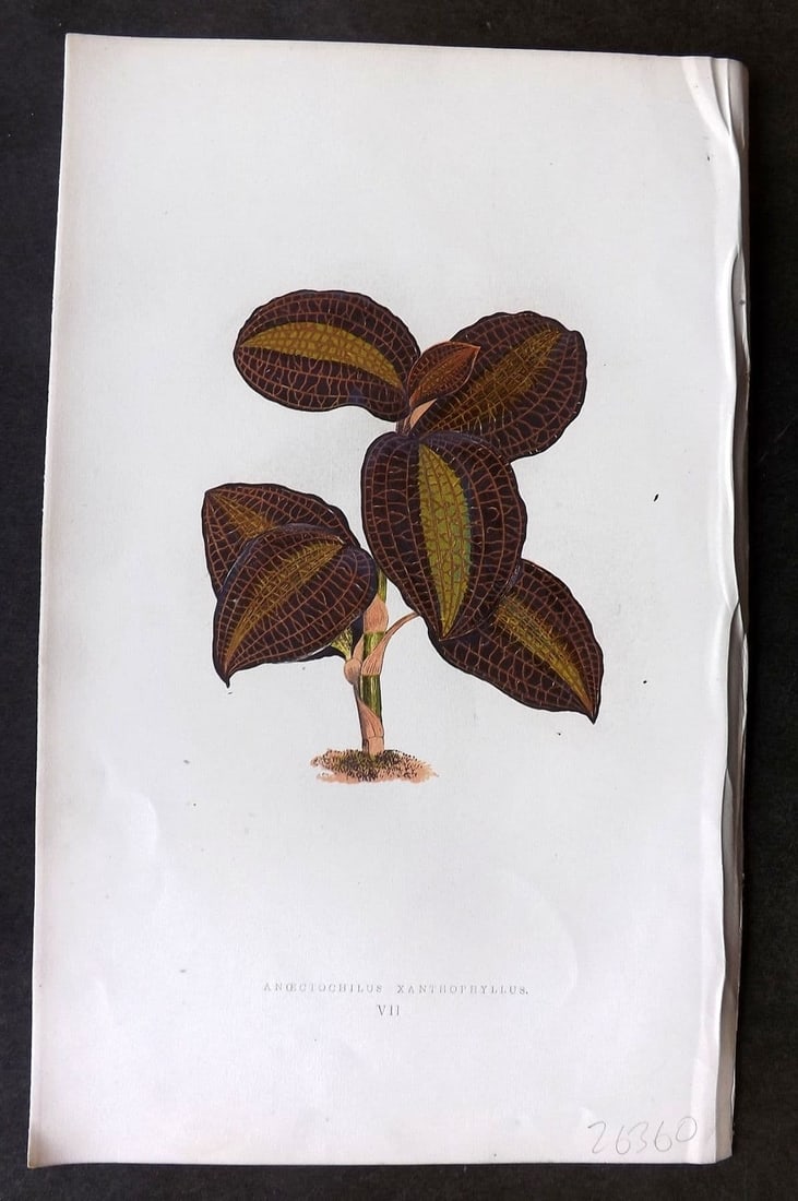 Lowe Beautiful Leaved Plants 1866 Botanical Print. Anoectochilus Xanthophyllus 07: Antique Woodblock Published 1866, London for "Beautiful Leaved Plants, Being a Description of the Most Beautiful Leaved Plants in Cultivation in this Country" by Edward Joseph Lowe. Most plates printe