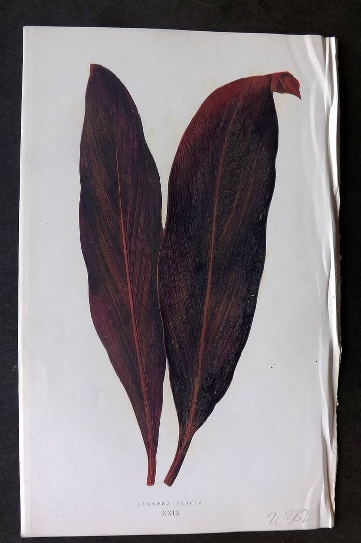 Lowe Beautiful Leaved Plants 1866 Botanical Print. Dracaena Ferrea 29 (1 of 1)