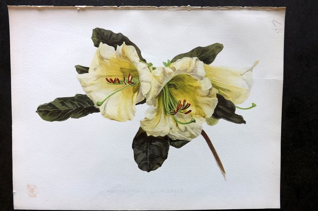 Moon, H. G. 1905 Botanical Print. Rhododendron Dalhousiae: Chromolithograph Published 1903-05, London for "Flora and Sylva" Illustrated by H. G. Moon. Paper Size: 12 x 9 inch (30 x 23cm) Tiny margin tone spot. Good Condition