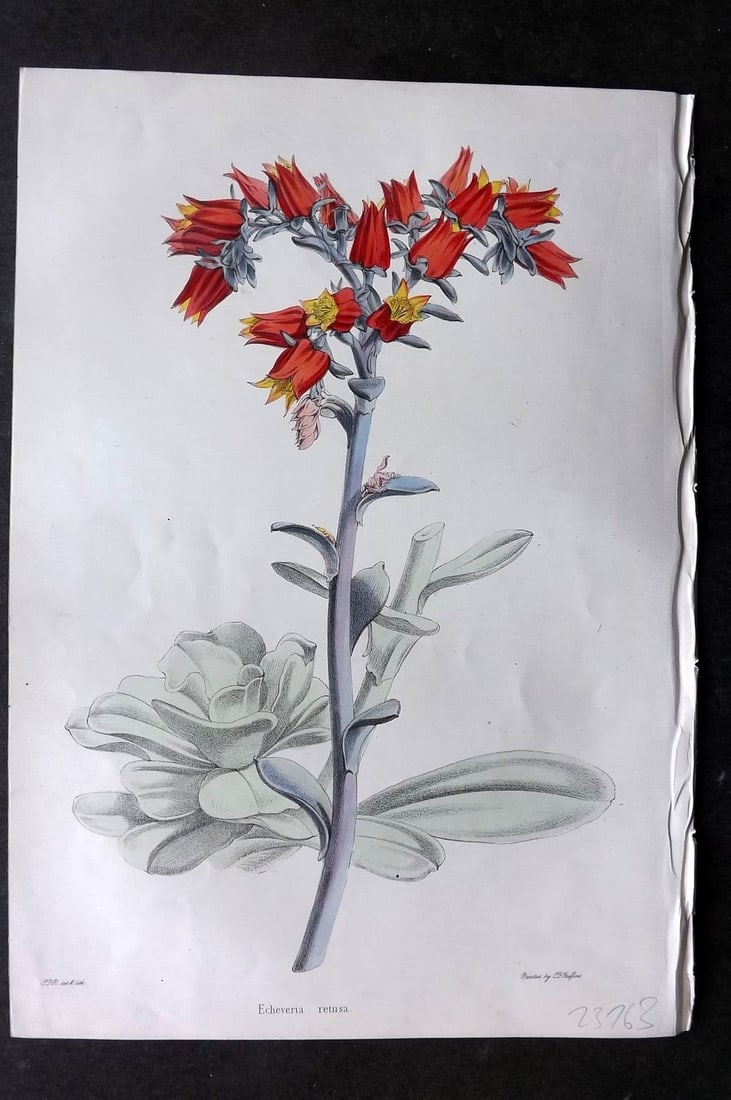 Moore & Ayres 1850 Hand Col Botanical Print. Retuse Echeveria: Antique Lithograph Published 1850, London for "The Gardeners' Magazine of Botany" by Thomas Moore and William P. Ayres. Uncommon. Fine Hand Colour as issued. Paper Size: 10 x 7 inch (26 x 18cm) Good C