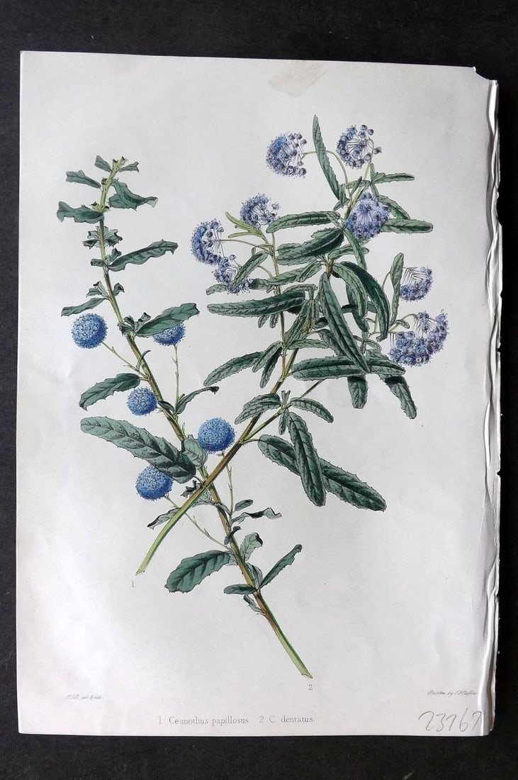 Moore & Ayres 1850 Hand Col Botanical Print. Toothed & Papillose Ceanothus: Antique Lithograph Published 1850, London for "The Gardeners' Magazine of Botany" by Thomas Moore and William P. Ayres. Uncommon. Fine Hand Colour as issued. Paper Size: 10 x 7 inch (26 x 18cm) Good C