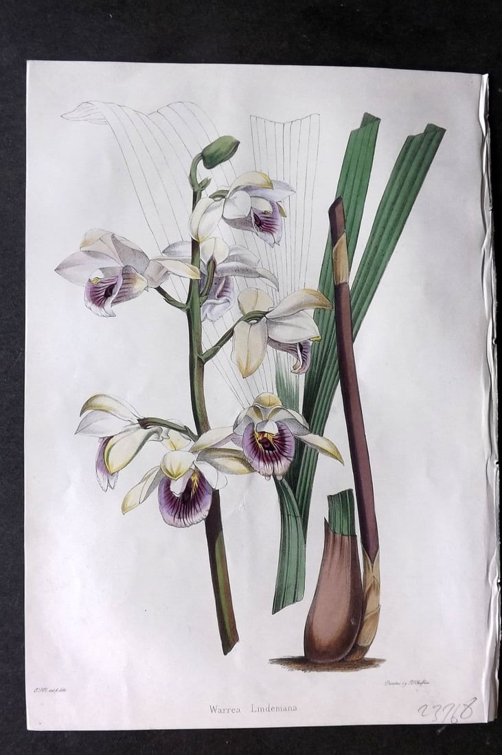 Moore & Ayres 1850 Hand Col Botanical Print. Linden's Warrea Orchid: Antique Lithograph Published 1850, London for "The Gardeners' Magazine of Botany" by Thomas Moore and William P. Ayres. Uncommon. Fine Hand Colour as issued. Paper Size: 10 x 7 inch (26 x 18cm) Good C