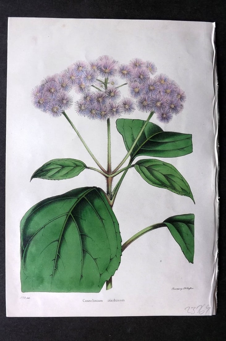 Moore & Ayres 1850 Hand Col Botanical Print. Violet Conoclinium: Antique Lithograph Published 1850, London for "The Gardeners' Magazine of Botany" by Thomas Moore and William P. Ayres. Uncommon. Fine Hand Colour as issued. Paper Size: 10 x 7 inch (26 x 18cm) Good C