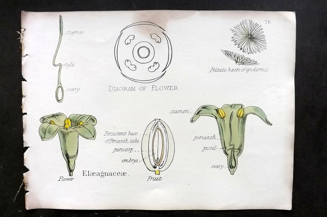 Oliver & Fitch 1874 Hand Col Botanical Print Elaeagnaceae 74 (1 of 1)