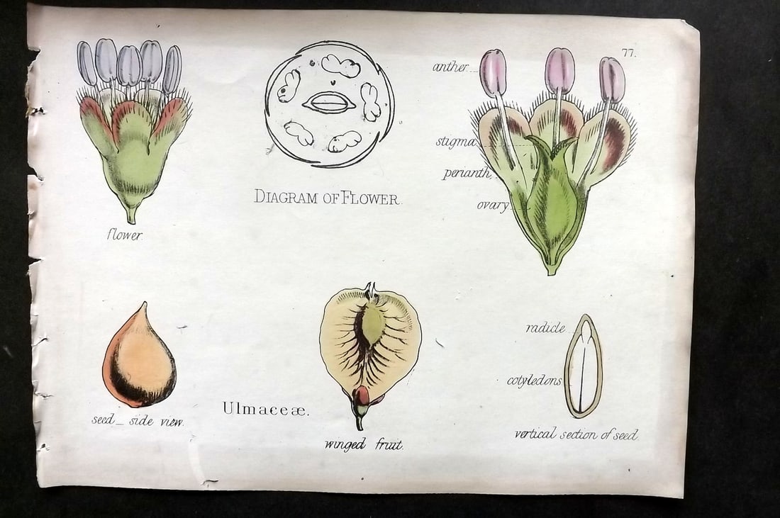Oliver & Fitch 1874 Hand Col Botanical Print Ulmaceae 77 (1 of 1)