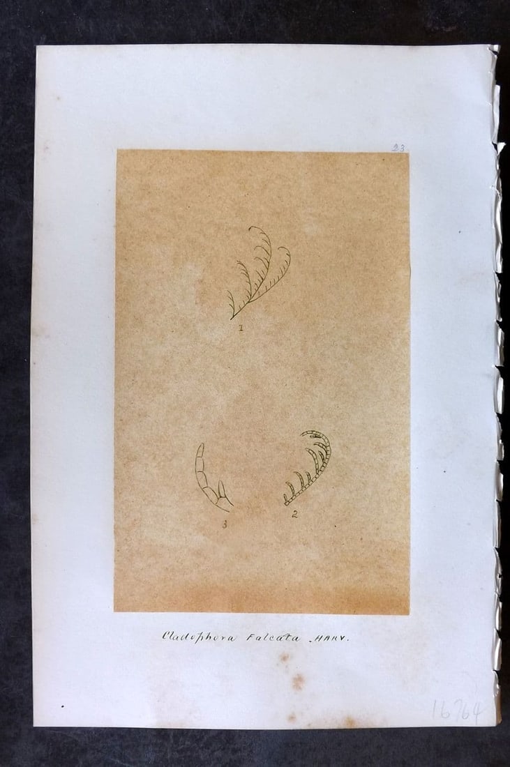 Original Art C1875 Seaweed. Cladophora Falcata 23 (1 of 1)