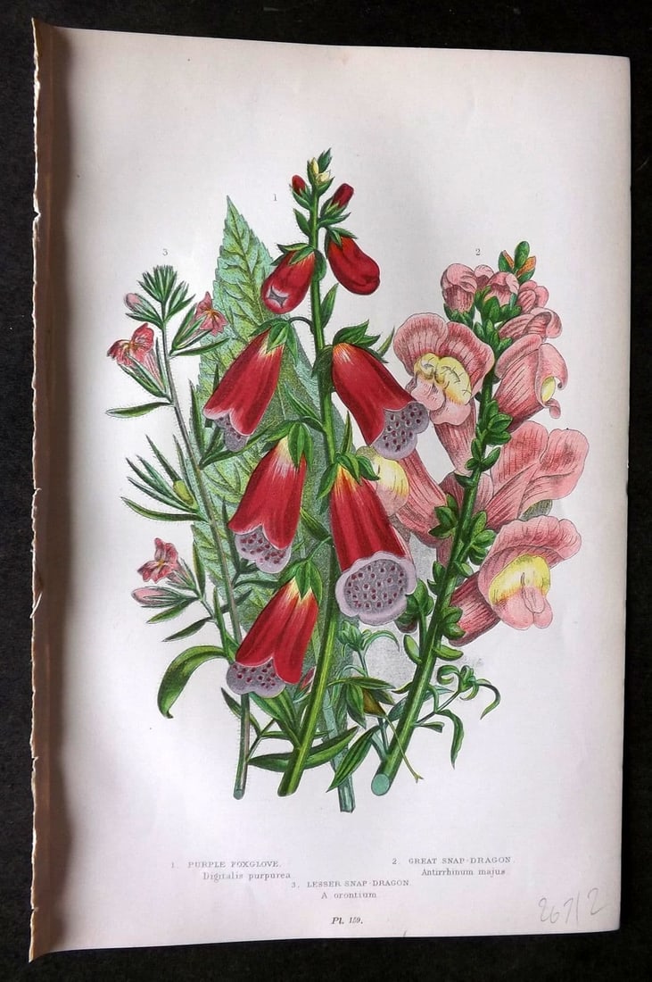 Pratt, Anne 1899 Botanical Print. Foxglove, Snapdraggon 159: Antique Chromolithograph Published 1899 by Frederick Warne & Co, London for "The Flowering Plants, Grasses, Sedges & Ferns of Great Britain" by Anne Pratt. Paper Size: 9 x 5.5 inch (23 x 14cm) Good Co