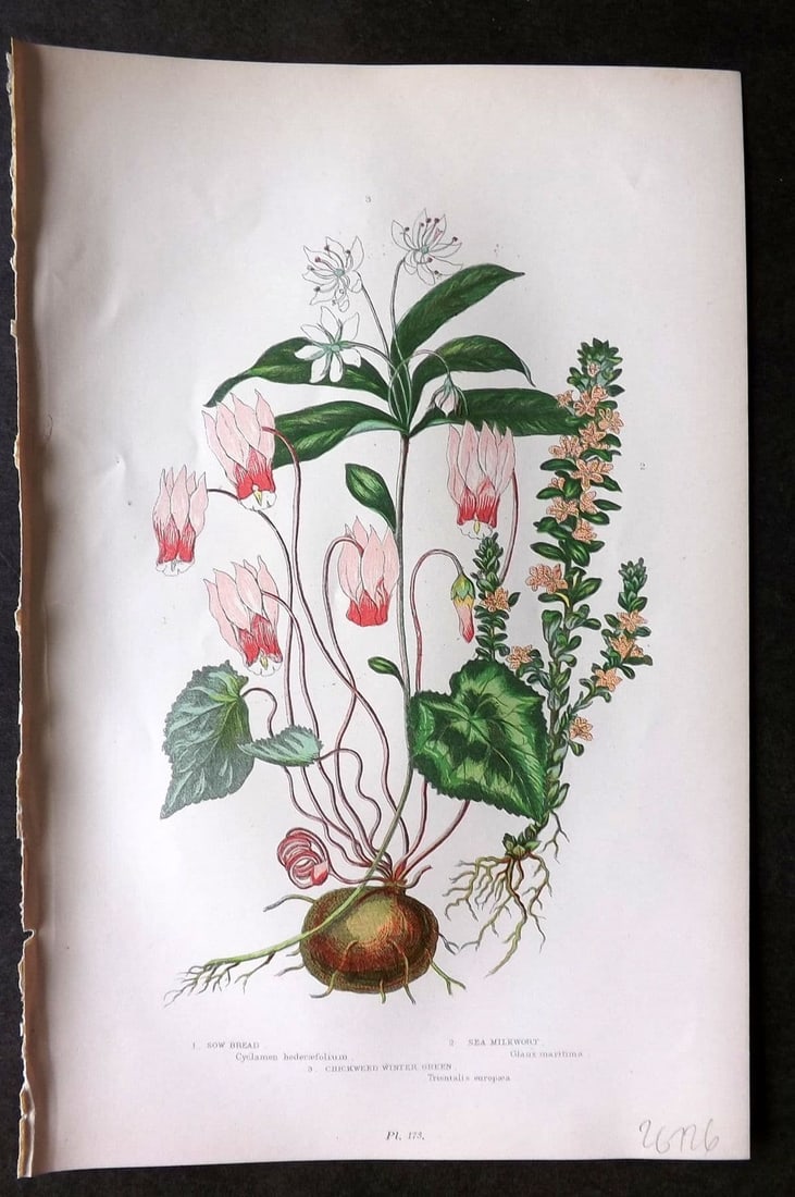 Pratt, Anne 1899 Botanical Print. Sow Bread, Sea Milkwort, Cickweed. Cyclamen 173: Antique Chromolithograph Published 1899 by Frederick Warne & Co, London for "The Flowering Plants, Grasses, Sedges & Ferns of Great Britain" by Anne Pratt. Paper Size: 9 x 5.5 inch (23 x 14cm) Good Co