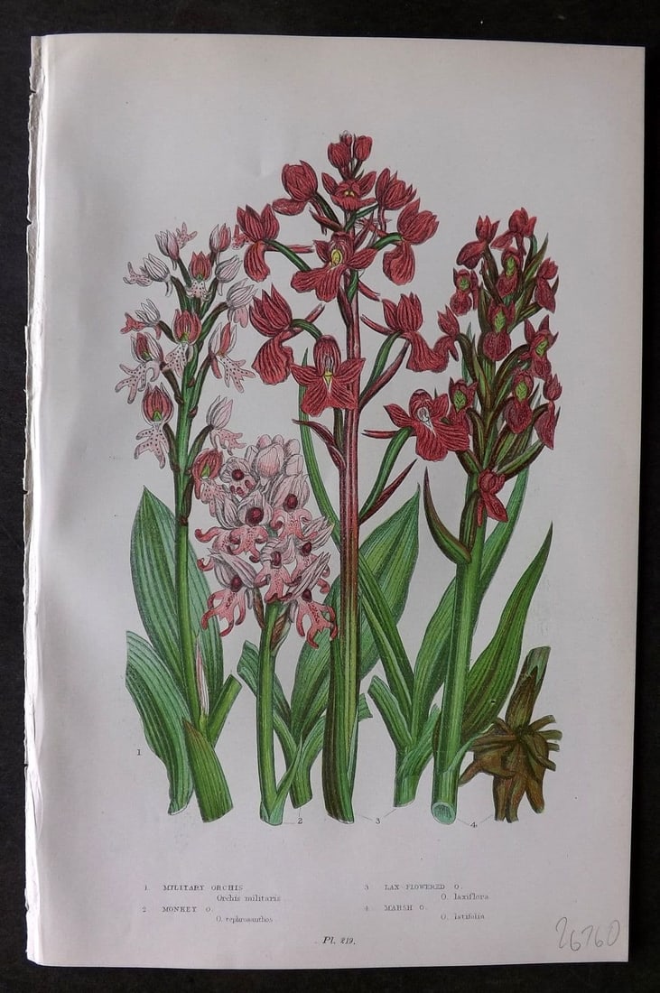 Pratt, Anne 1899 Botanical Print. Military, Monkey, March Orchid 219 (1 of 1)