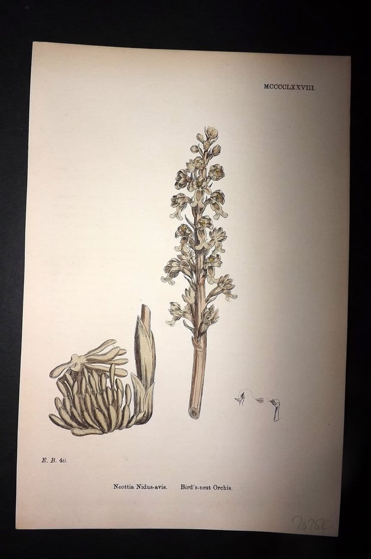 Sowerby, James 1869 Hand Col Botanical Print. Bird's Nest Orchis 1478 (1 of 1)