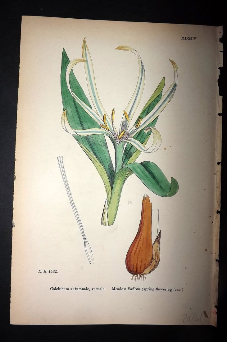 Sowerby, James 1869 Hand Col Botanical Print. Meadow Saffron 1545 (1 of 1)