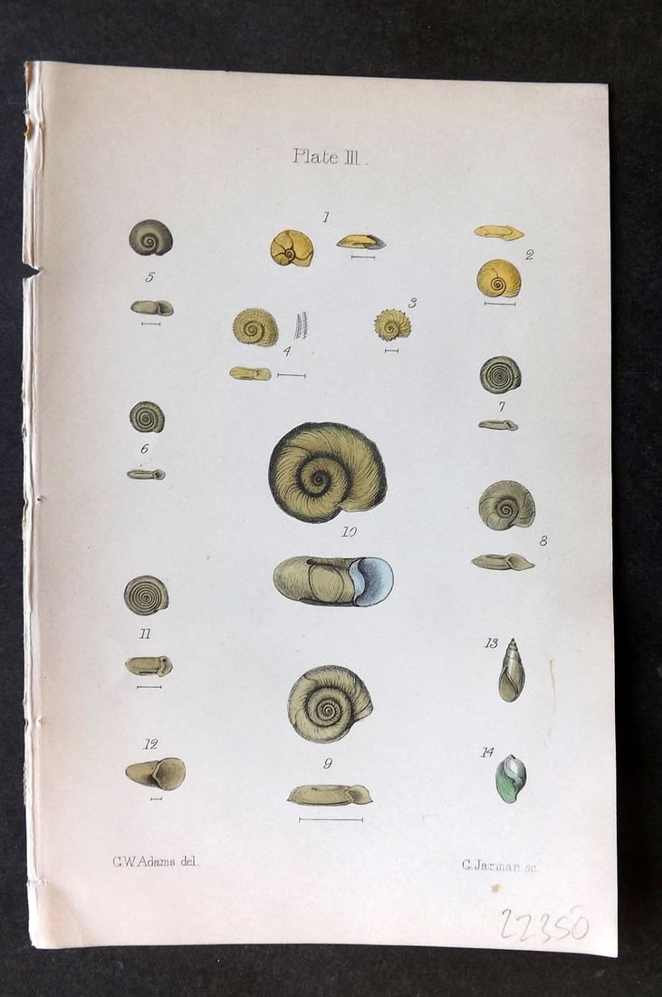 Adams, Lionel 1884 Hand Col Shell Print 03 (1 of 1)