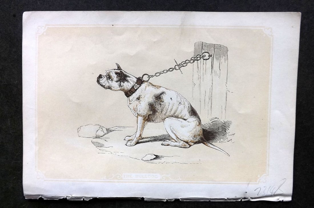 Bicknell, W. I. C1855 Antique Print. Bulldog (1 of 1)