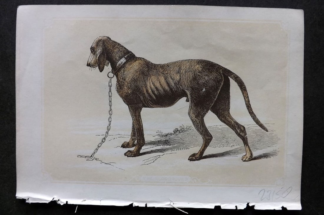 Bicknell, W. I. C1855 Antique Print. Bloodhound (1 of 1)