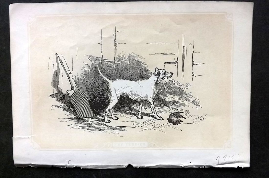 Bicknell, W. I. C1855 Antique Print. Terrier Dog (1 of 1)