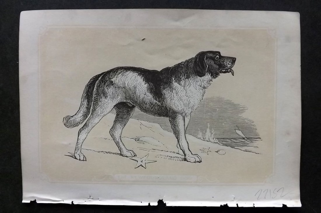 Bicknell, W. I. C1855 Antique Print. Newfoundland Dog: Antique Woodblock Published 1851-60 by John Tallis, London for "The Natural History of The Sacred Scriptures, and Guide to General Zoology" by W. I. Bicknell. Paper Size: 6.5 x 5 inch (16.5 x 14cm) Go