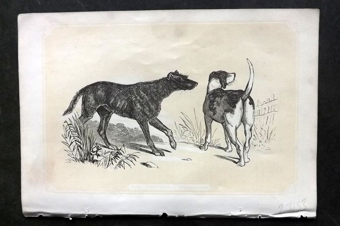 Bicknell, W. I. C1855 Antique Print. Lurcher & Foxhound Dogs: Antique Woodblock Published 1851-60 by John Tallis, London for "The Natural History of The Sacred Scriptures, and Guide to General Zoology" by W. I. Bicknell. Paper Size: 6.5 x 5 inch (16.5 x 14cm) Go