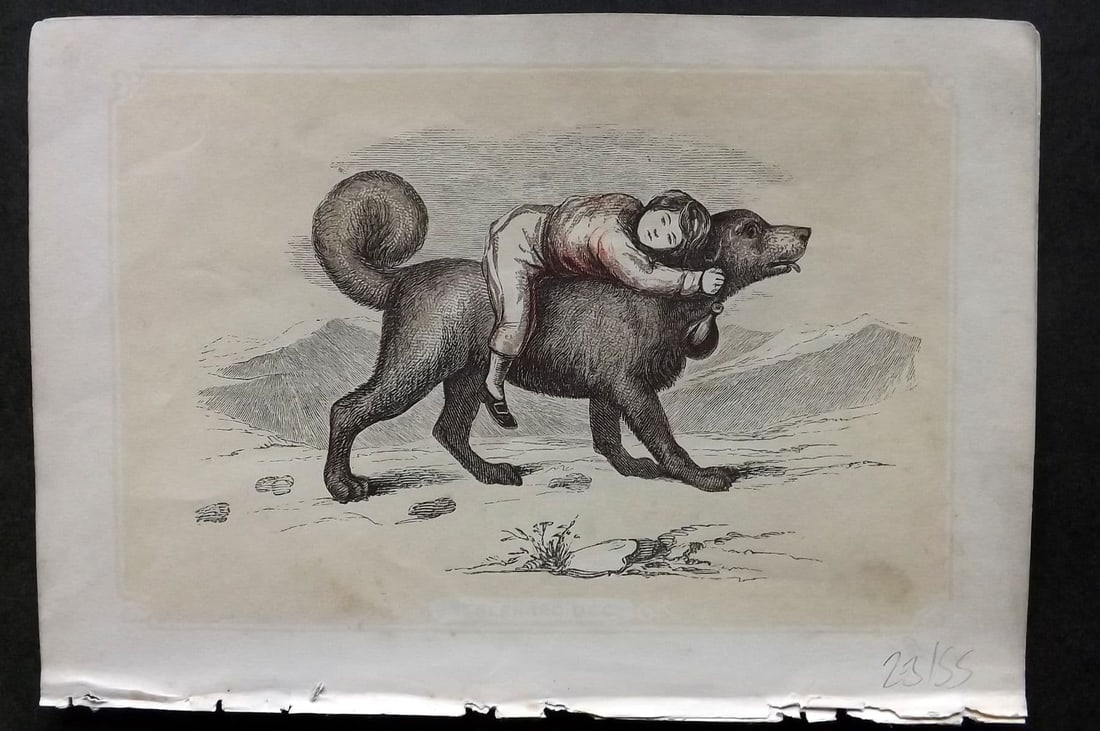 Bicknell, W. I. C1855 Antique Print. St. Bernard Dog: Antique Woodblock Published 1851-60 by John Tallis, London for "The Natural History of The Sacred Scriptures, and Guide to General Zoology" by W. I. Bicknell. Paper Size: 6.5 x 5 inch (16.5 x 14cm) Ve