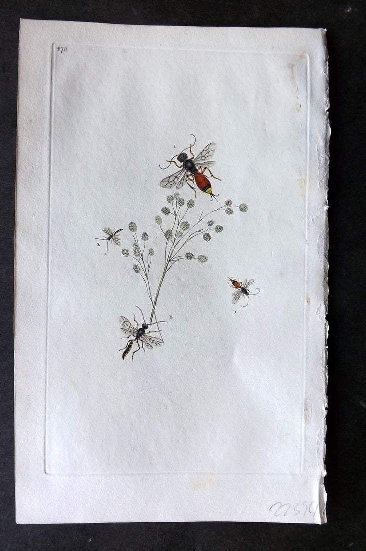 Donovan British Insects 1810 Hand Col Print. White-Tailed Ichneumon 476 (1 of 1)