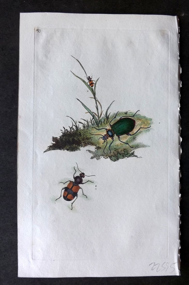 Donovan British Insects 1810 Hand Col Print. Carabus Sycophanta 477 (1 of 1)