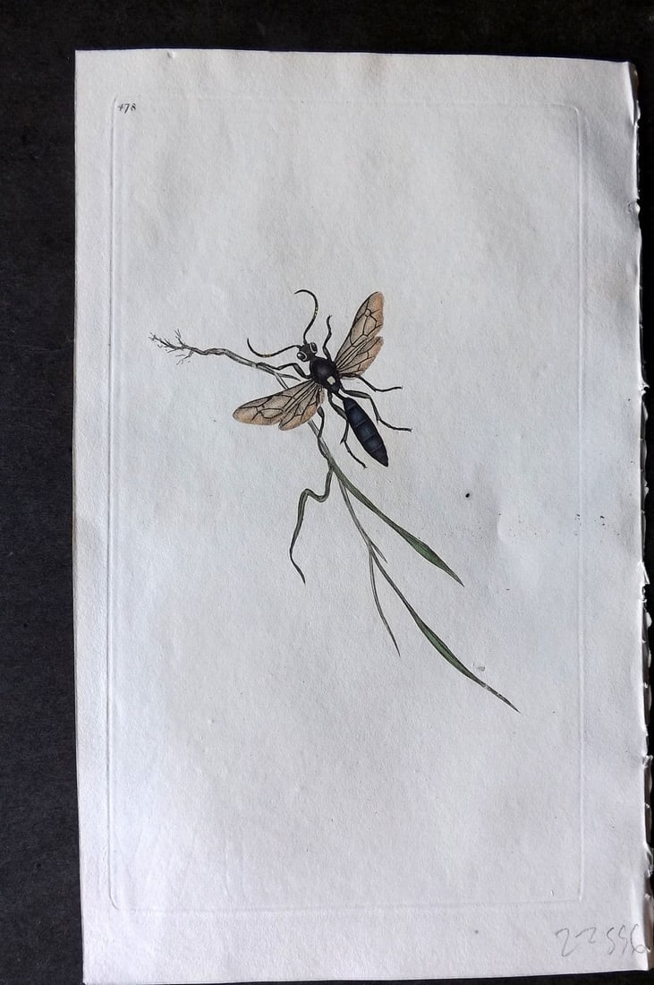 Donovan British Insects 1810 Hand Col Print. Blineated Ichneumon 478 (1 of 1)