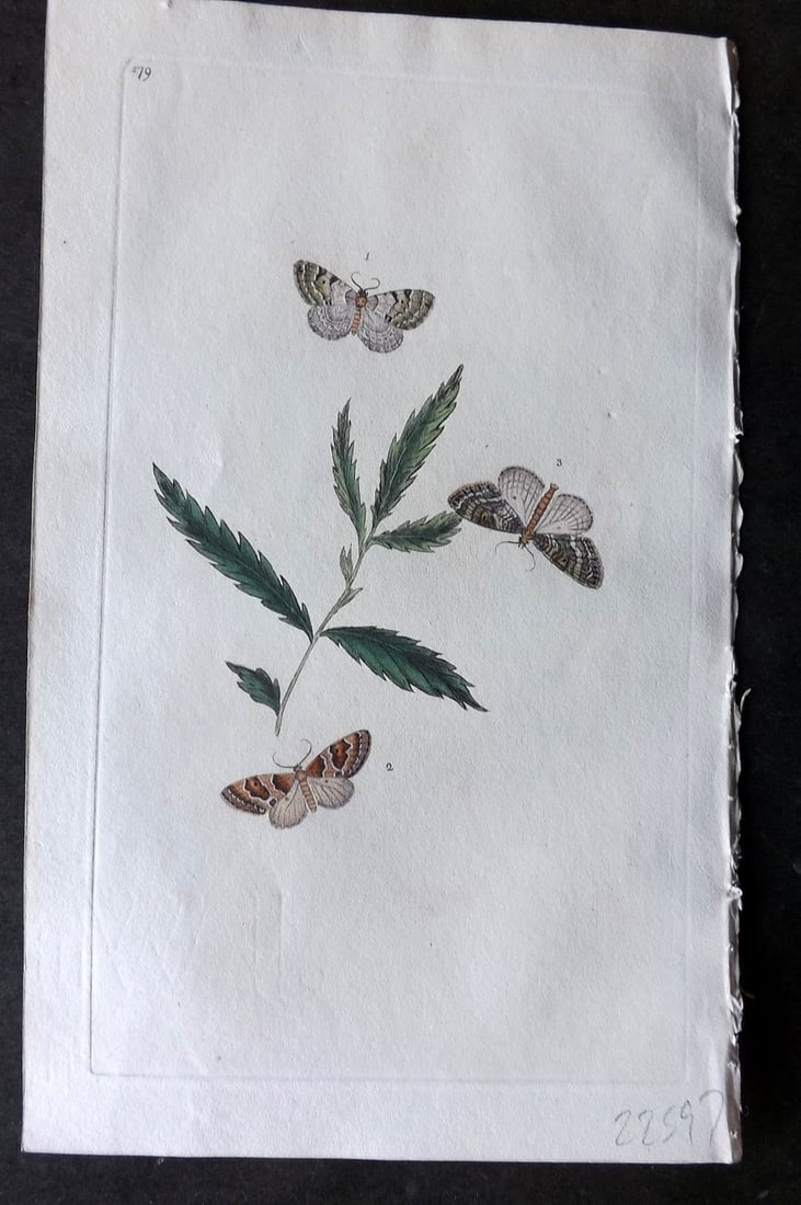 Donovan British Insects 1810 Hand Col Print. Green Carpet Moth 479 (1 of 1)