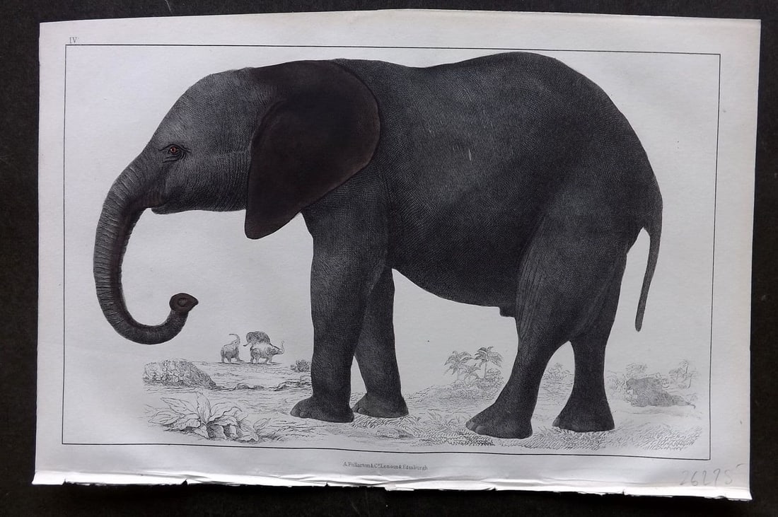 Goldsmith, Oliver 1855 Hand Col Print. African Elephant 04: Antique Etching/Engraving Published 1855 by A. Fullarton & Co., London for "A History of the Earth and Animated Nature" by Oliver Goldsmith. Fine hand colour as issued. Paper Size: 10 x 6 inch (25 x 1