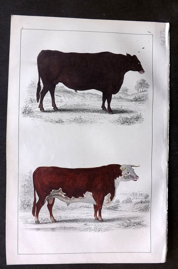 Goldsmith, Oliver 1855 Hand Col Print. Suffolk Ox. Herefordshire Bull 05: Antique Etching/Engraving Published 1855 by A. Fullarton & Co., London for "A History of the Earth and Animated Nature" by Oliver Goldsmith. Fine hand colour as issued. Paper Size: 10 x 6 inch (25 x 1