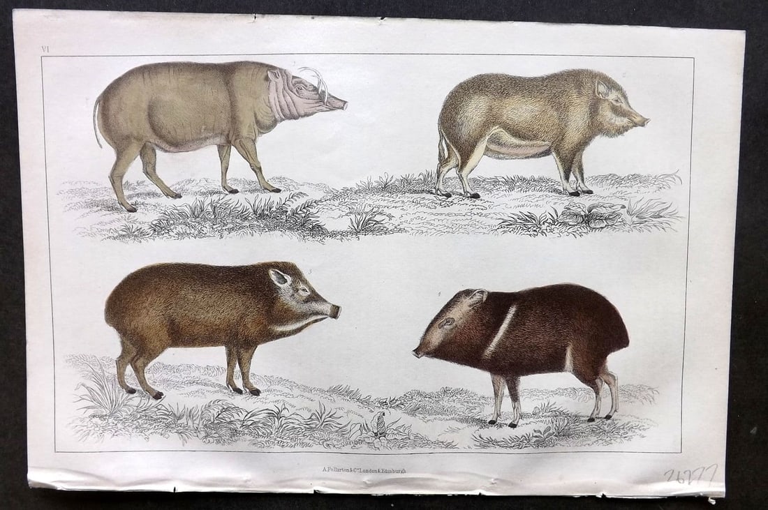 Goldsmith, Oliver 1855 Hand Col Print. Babirusa. White Lipped, Chinese, Collared Hog 06 (1 of 1)