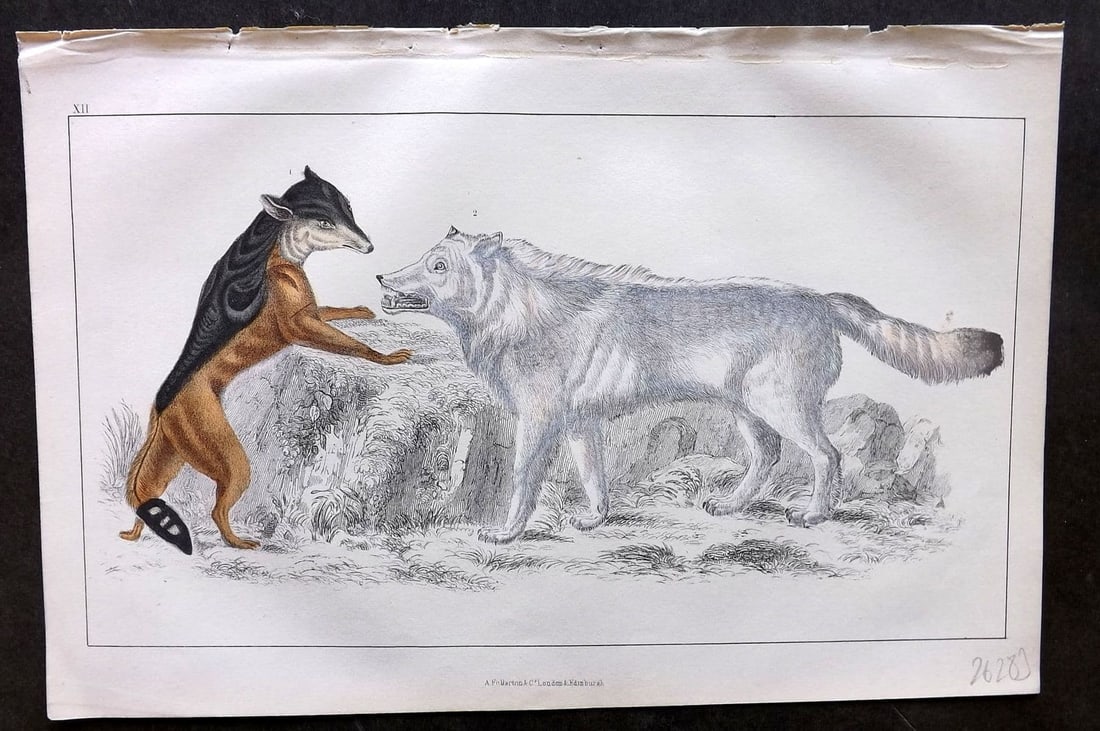Goldsmith, Oliver 1855 Hand Col Print. Cape Jackall. American Grey Wolf 12: Antique Etching/Engraving Published 1855 by A. Fullarton & Co., London for "A History of the Earth and Animated Nature" by Oliver Goldsmith. Fine hand colour as issued. Paper Size: 10 x 6 inch (25 x 1