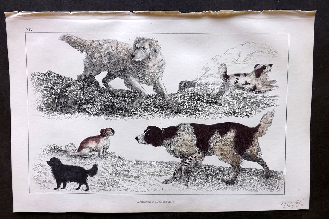 Goldsmith, Oliver 1855 Hand Col Print. English Setter, Cocker, King Charles Dogs 14 (1 of 1)