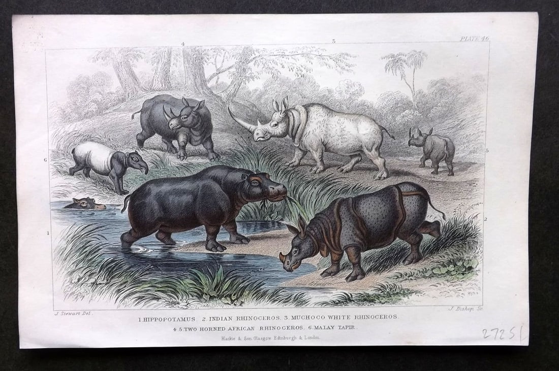 Goldsmith, Oliver 1857 HC. Hippopotamus, Muchoco, Indian & White, AFrican Rhino, Tapir: Antique Steel Engraving Published 1857 by Blackie & Son, London for "A History of the Earth and Animated Nature" by Oliver Goldsmith. Fine hand colour as issued. Paper Size: 9.5 x 6 inch (24 x 15cm) G