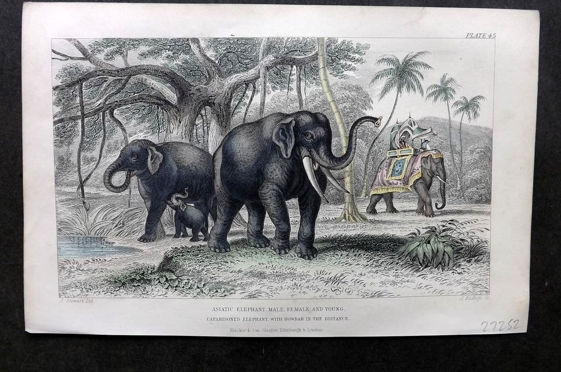 Goldsmith, Oliver 1857 Hand Col Print. Asiatic Elephant (1 of 1)